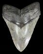 Fossil Megalodon Tooth - Light Grey Enamel #57171-1